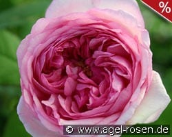 Mme. Ernest Calvat kaufen, click for more details Mme. Ernest Calvat