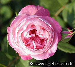 Mme. Pierre Oger kaufen, click for more details Mme. Pierre Oger