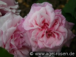 Mrs. Paul kaufen, click for more details Mrs. Paul