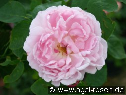 Prince Napoléon kaufen, click for more details Prince Napoléon