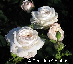 Boule de Neige kaufen, clicken für mehr Details Boule de Neige