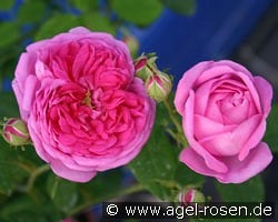 Charles Lawson kaufen, clicken für mehr Details Charles Lawson