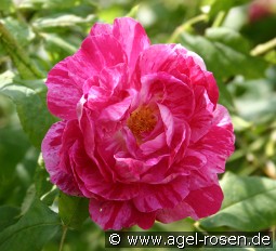 Commandant Beaurepaire kaufen, clicken für mehr Details Commandant Beaurepaire