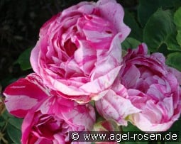 Honorine de Brabant kaufen, clicken für mehr Details Honorine de Brabant