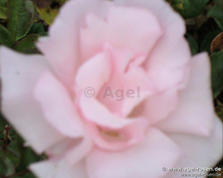 Rose ‘Kathleen Harrop‘ (2-Liter Topf)