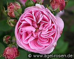 Louise Odier kaufen, clicken für mehr Details Louise Odier