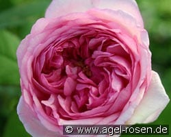 Mme. Ernest Calvat kaufen, clicken für mehr Details Mme. Ernest Calvat