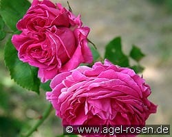 Mme. Isaac Pereire kaufen, clicken für mehr Details Mme. Isaac Pereire