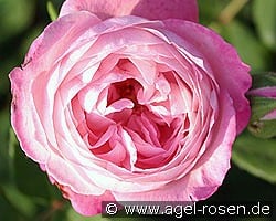 Mme. Pierre Oger kaufen, clicken für mehr Details Mme. Pierre Oger