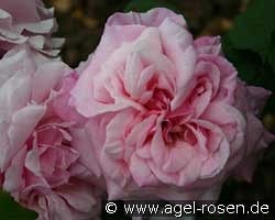 Mrs. Paul kaufen, clicken für mehr Details Mrs. Paul