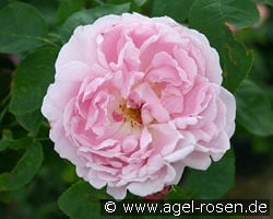 Prince Napoléon kaufen, clicken für mehr Details Prince Napoléon