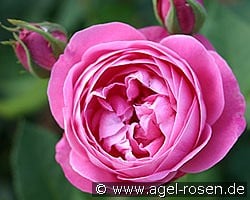 Reine Victoria kaufen, clicken für mehr Details Reine Victoria