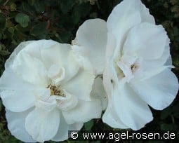 Souvenir de St. Anne's kaufen, clicken für mehr Details Souvenir de St. Anne's