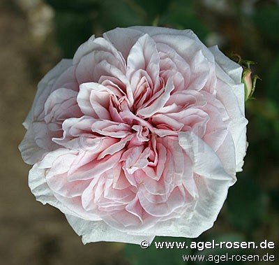 Rose ‘Souvenir de la Malmaison‘ (3-Liter Topf)