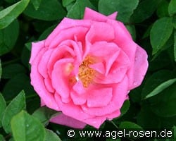 Zéphirine Drouhin kaufen, clicken für mehr Details Zéphirine Drouhin