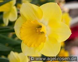 Cairngorm kaufen, click for more details Cairngorm