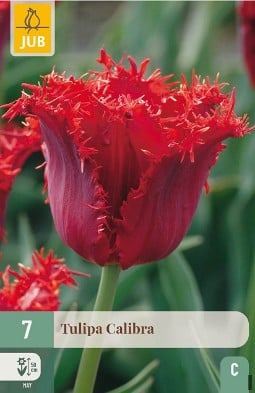 Calibra kaufen, clicken für mehr Details Calibra