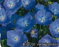 Karpaten-Glockenblume kaufen, clicken für mehr Details Karpaten-Glockenblume