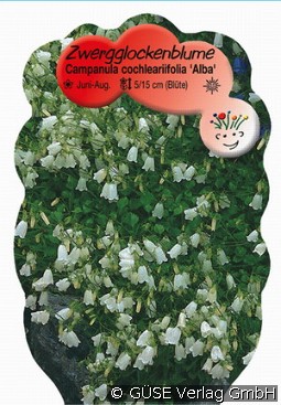 Zwerg-Glockenblume kaufen, clicken für mehr Details Zwerg-Glockenblume