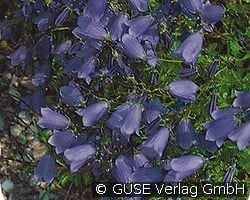 Zwerg-Glockenblume kaufen, clicken für mehr Details Zwerg-Glockenblume