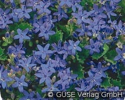Polster-Glockenblume kaufen, clicken für mehr Details Polster-Glockenblume