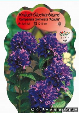 Knäuel-Glockenblume kaufen, clicken für mehr Details Knäuel-Glockenblume