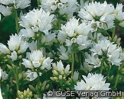 Knäuel-Glockenblume kaufen, clicken für mehr Details Knäuel-Glockenblume