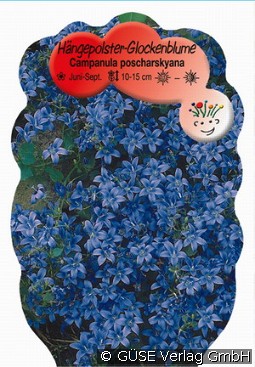 Polster-Glockenblume kaufen, clicken für mehr Details Polster-Glockenblume