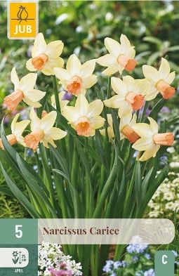 Carice kaufen, click for more details Carice