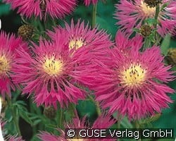 Flockenblume kaufen, clicken für mehr Details Flockenblume