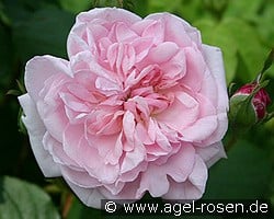 Fantin Latour kaufen, click for more details Fantin Latour