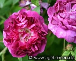 Ombrée Parfaite (La Nagress) kaufen, click for more details Ombrée Parfaite (La Nagress)