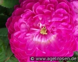 Pompon de Bourgogne kaufen, click for more details Pompon de Bourgogne