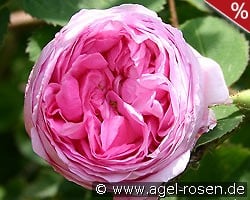 Rosa centifolia 'Cristata' (Chapeau de Napoleon) kaufen, click for more details Rosa centifolia 'Cristata' (Chapeau de Napoleon)