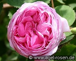 Rosa centifolia 'Cristata'  (Chapeau de Napoleon) kaufen, click for more details Rosa centifolia 'Cristata'  (Chapeau de Napoleon)