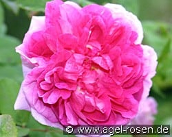 Tour de Malakoff kaufen, click for more details Tour de Malakoff