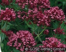 Spornblume kaufen, clicken für mehr Details Spornblume