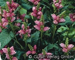 Schildblume, Schlangenkopf kaufen, clicken für mehr Details Schildblume, Schlangenkopf