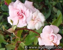 Bloomfield Abundance kaufen, click for more details Bloomfield Abundance