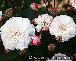 Little White Pet kaufen, click for more details Little White Pet