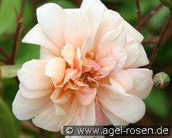 Perle d'Or kaufen, click for more details Perle d'Or