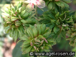Viridiflora kaufen, click for more details Viridiflora