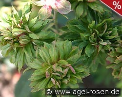 Viridiflora kaufen, click for more details Viridiflora
