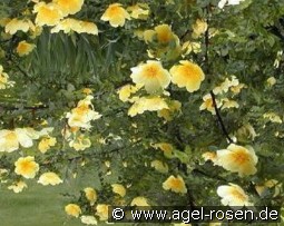 Canary Bird kaufen, clicken für mehr Details Canary Bird