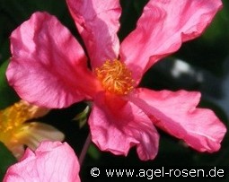 Mutabilis kaufen, clicken für mehr Details Mutabilis