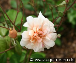 Perle d'Or kaufen, clicken für mehr Details Perle d'Or