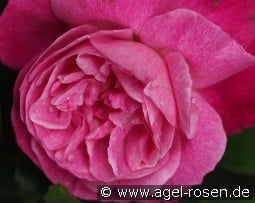 Sophie's Perpetual kaufen, clicken für mehr Details Sophie's Perpetual