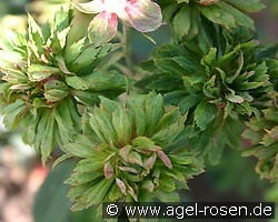 Viridiflora kaufen, clicken für mehr Details Viridiflora