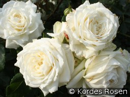 Alaska kaufen, click for more details Alaska