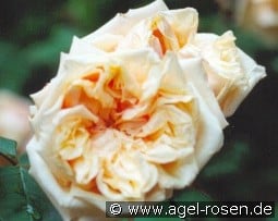 Alister Stella Gray kaufen, click for more details Alister Stella Gray